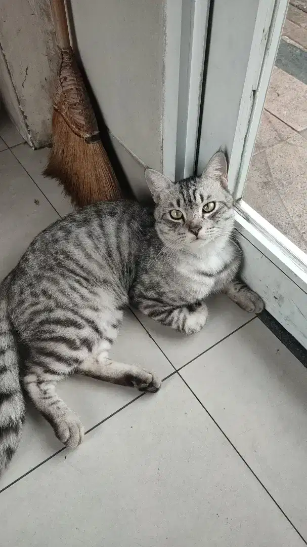 Kucing jantan dewasa