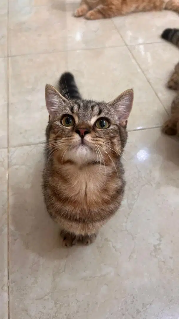 Kucing Munchkin X BSH Tabby