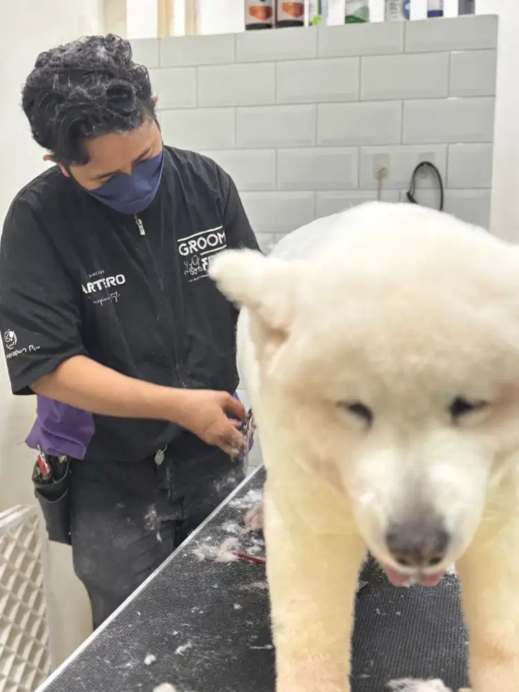 Dicari Stylish Groomer Anjing