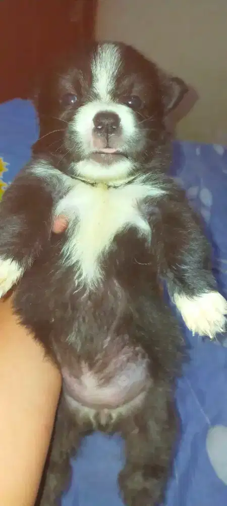 Anak anjing mix Wicklow terrier jantan