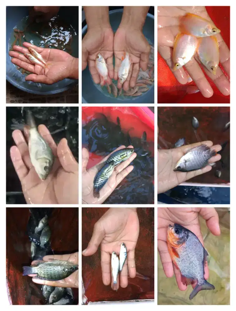 Bibit ikan lele, gurame, patin,nila merah Bangkok,bawal,gabus dll