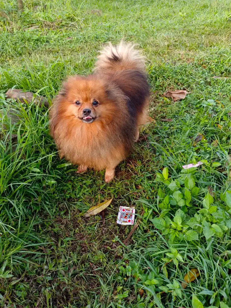 Pomerian Minipom