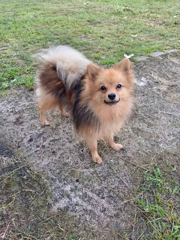 Pomerian Minipom
