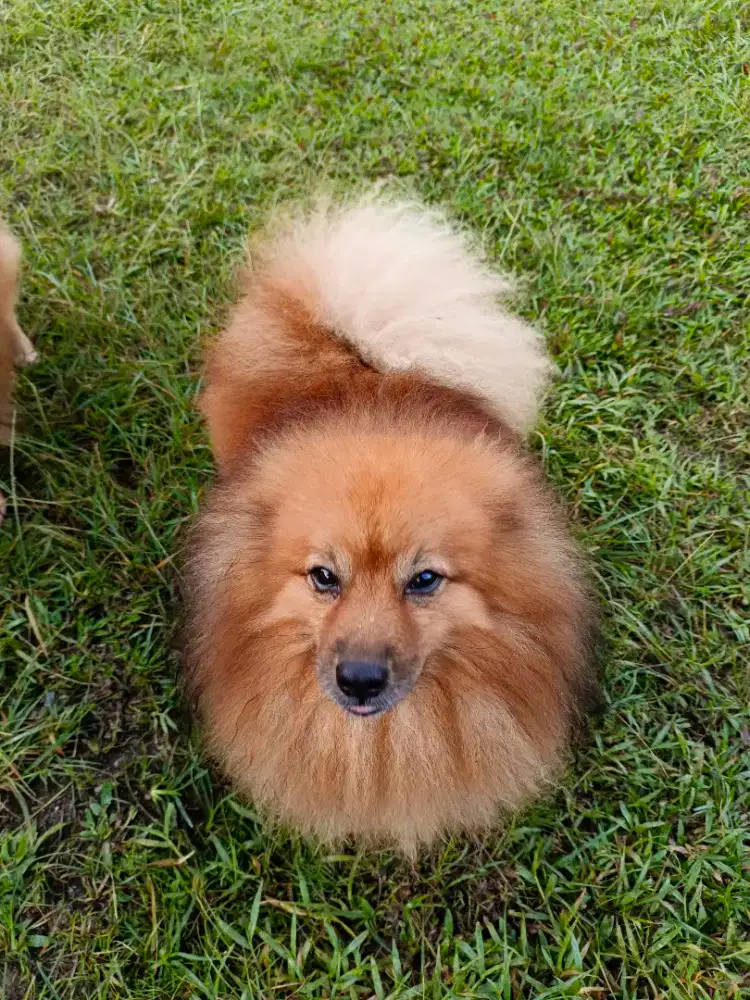 Pomerian Minipom