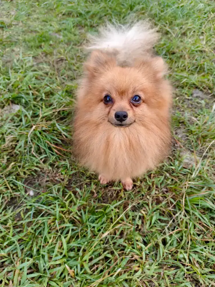 Pomerian Minipom
