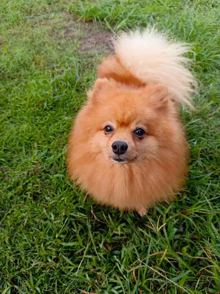 Pomerian Minipom