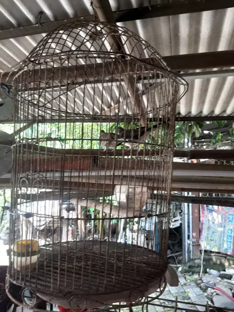 Sepasang burung perkutut