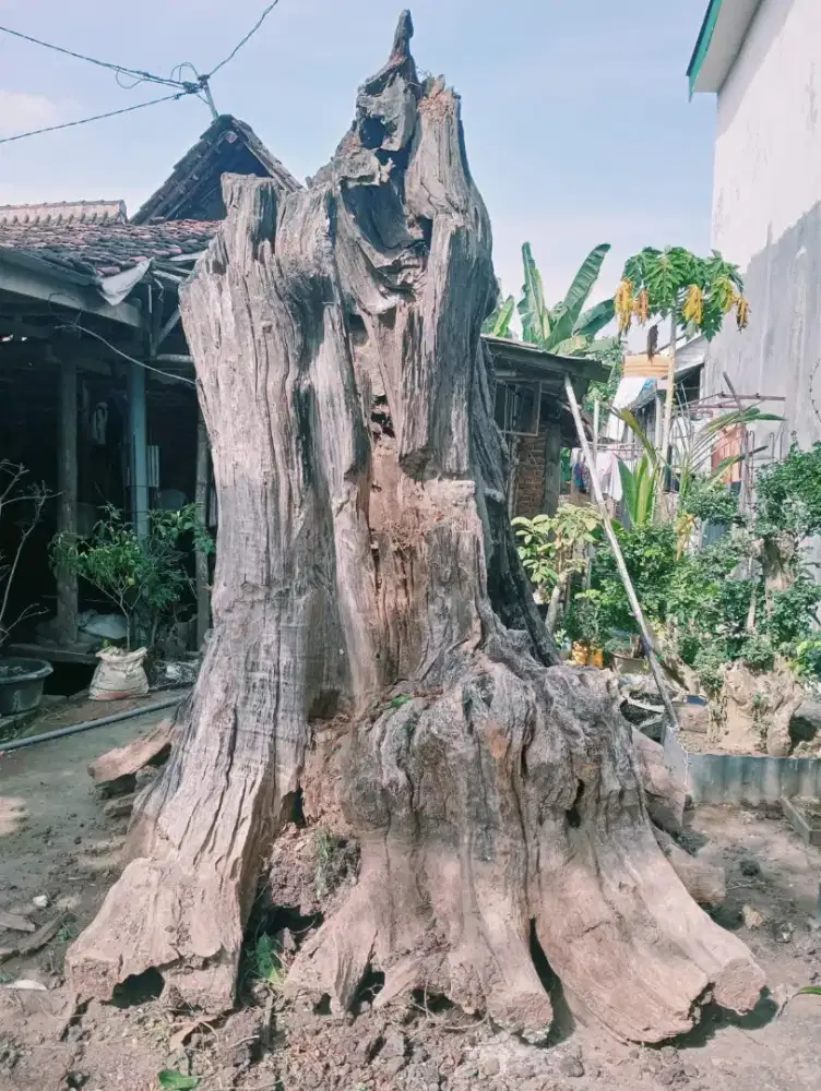 Kayu jati purba