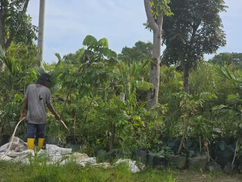 Tenaga Kerja Kebun