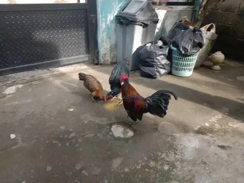 Jual ayam katek 1 pasang dan 1 ayam ank bangko