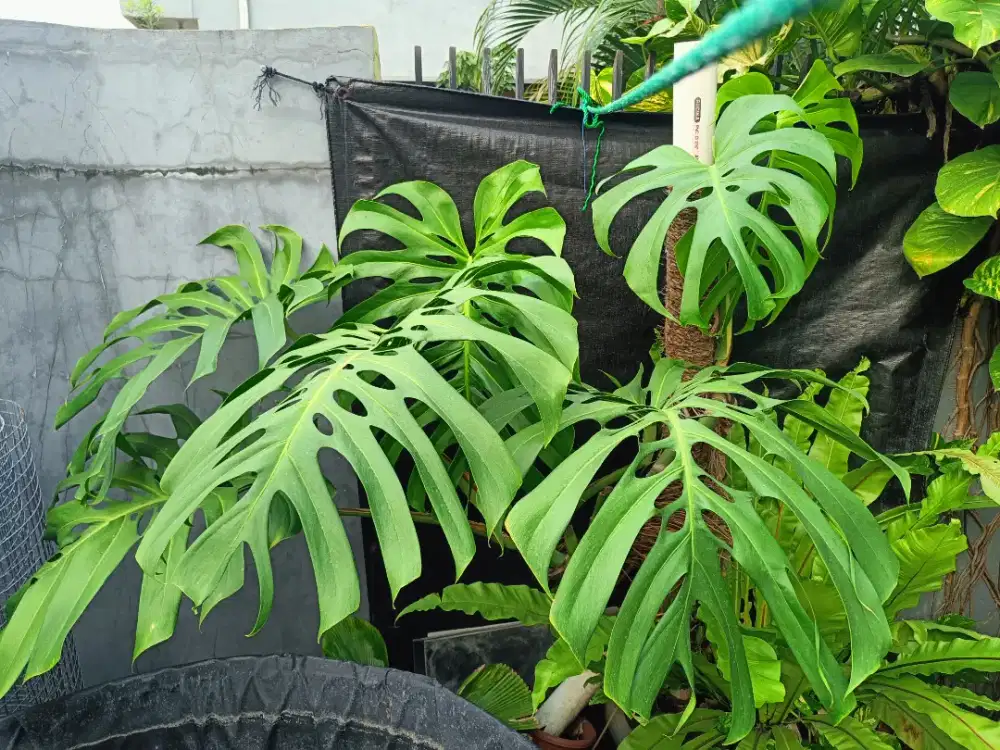 TANAMAN MONSTERA DELICIOSA JUMBO
