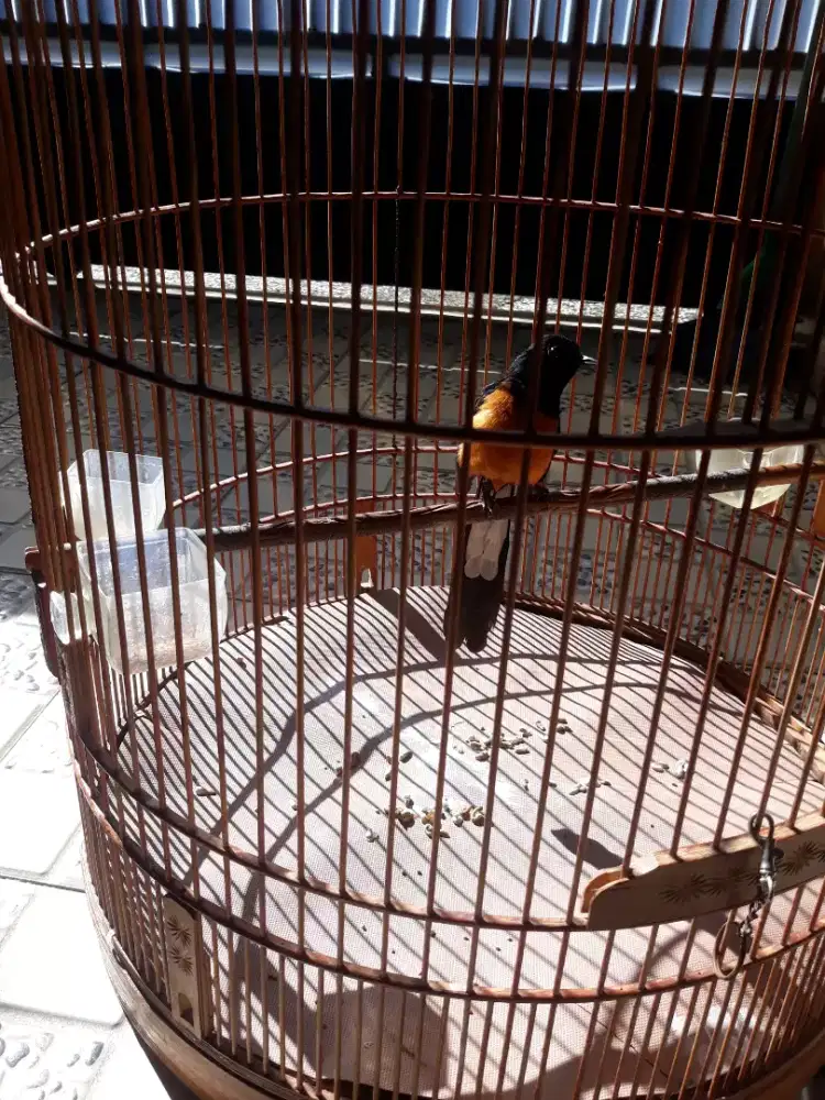 jual murai kaki hitam