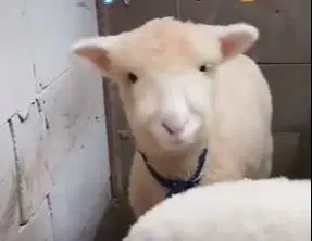 5 ekor cempe anakan domba merino 4 bln 1 jantan 4 betina siap breeding