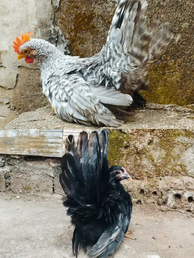 Ayam kate ori ceper