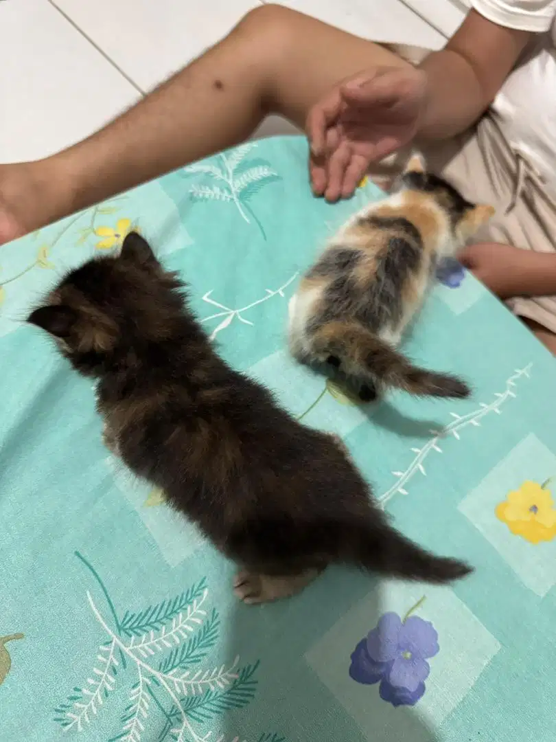 Kucing persia anakan