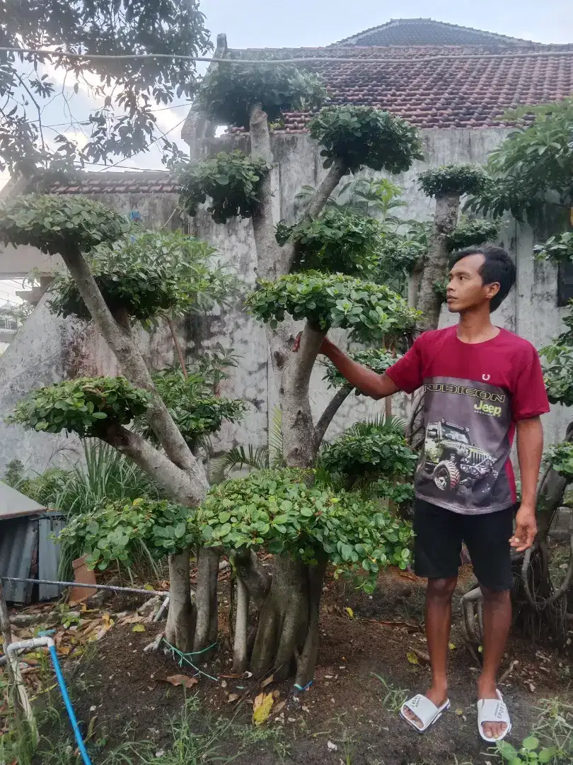 Jasa pembuatan taman dan jual bonsai dolar