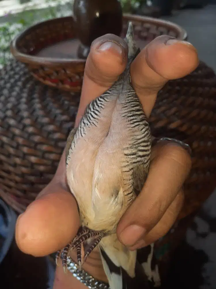 Perkutut Lokal Banyumili