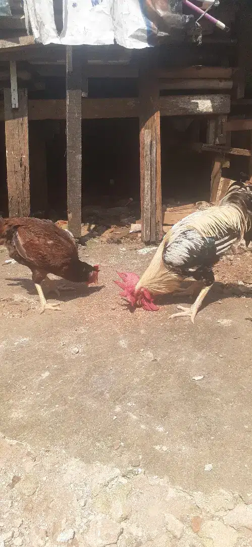 Jual ayam pelung sepasang
