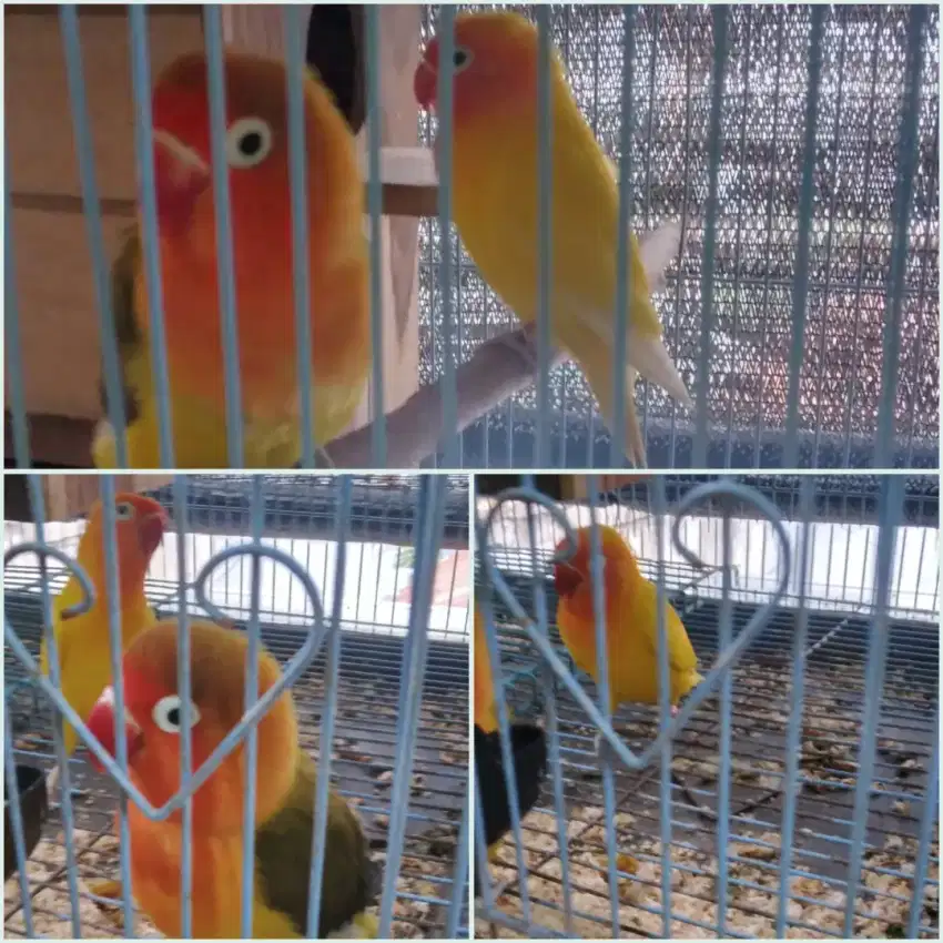 Lovebird sepasang indukan