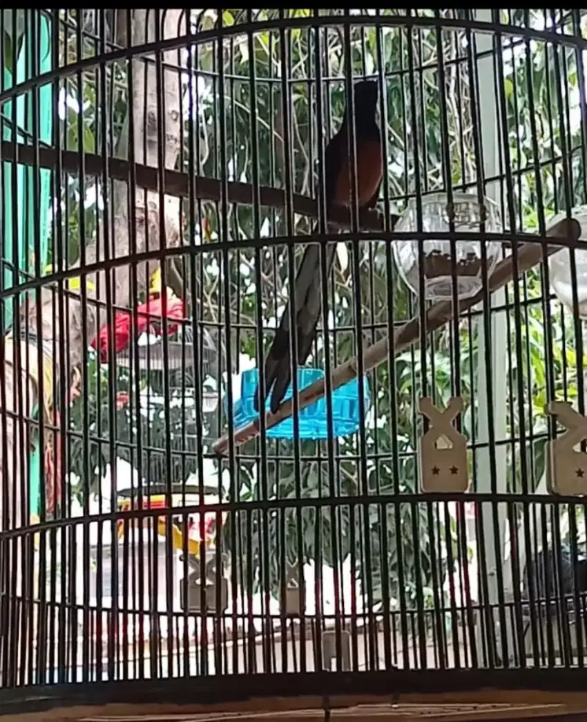 Burung murai batu medan anakan ori hutan