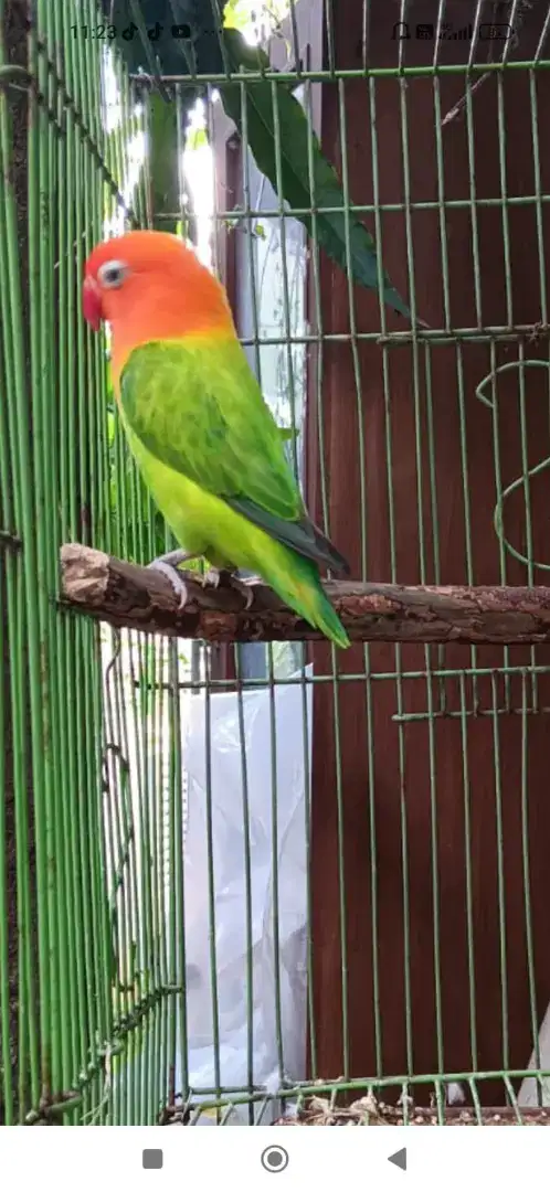 Lovebird biola green betina