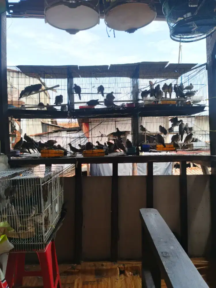 Perkutut lokal full tua