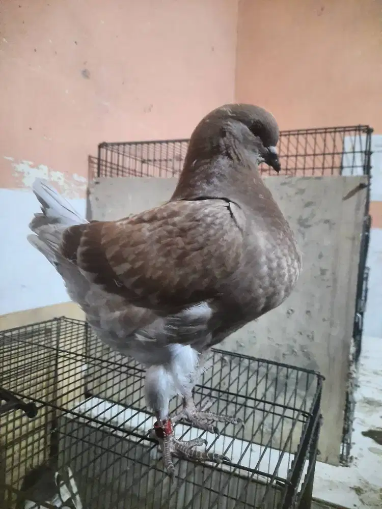 Showking Betina Siapan