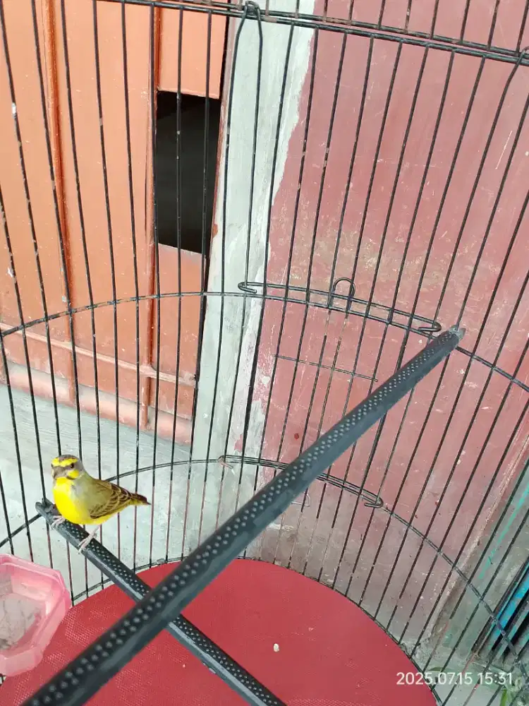 Burung Mozambik Gacor