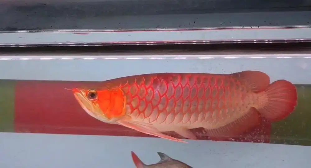 ikan arowana, arwana super red 50cm merona