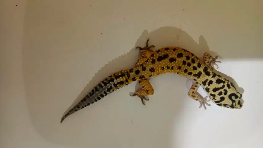 Leopard gecko male