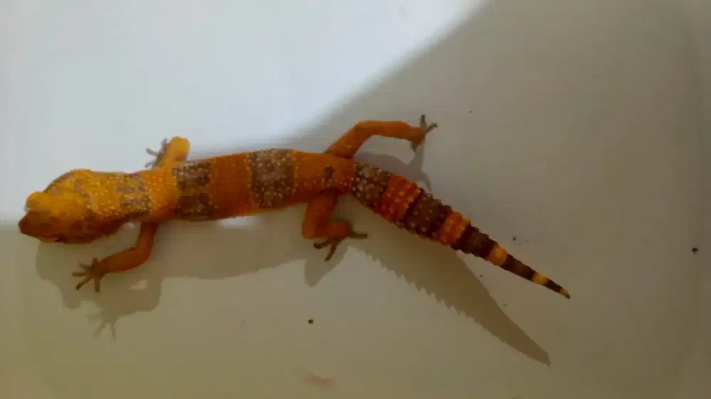 Leopard gecko male warna cerah