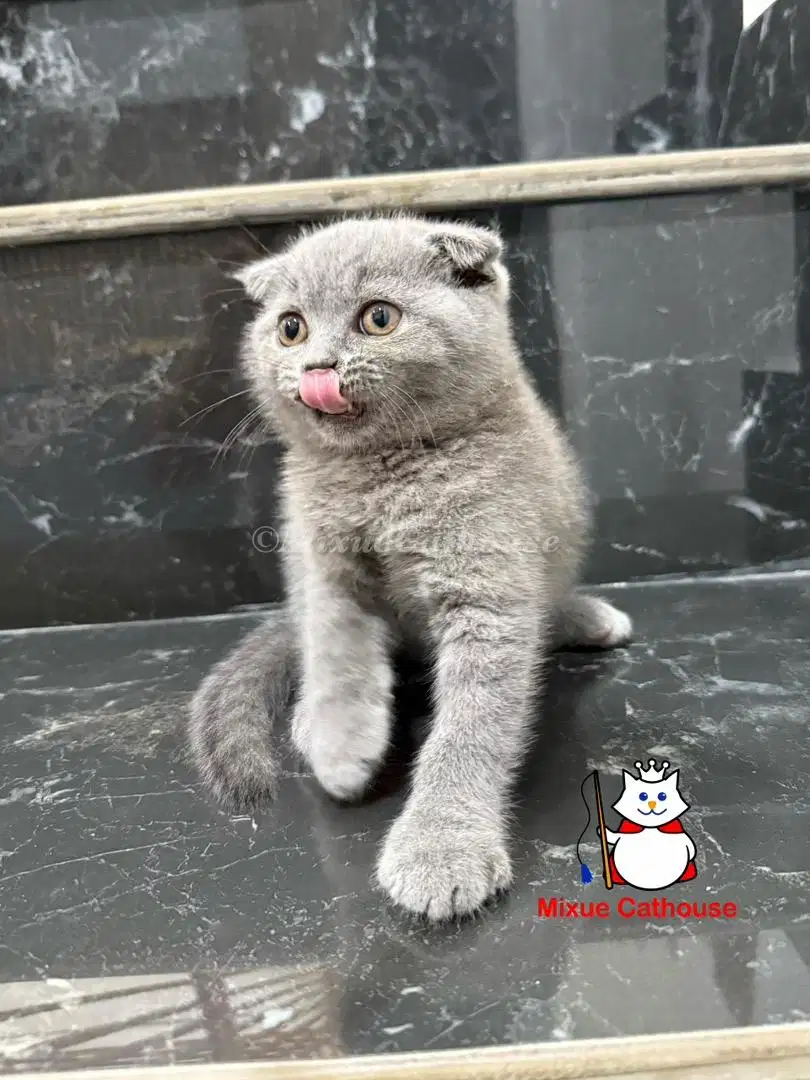 Scottish fold bsh blue