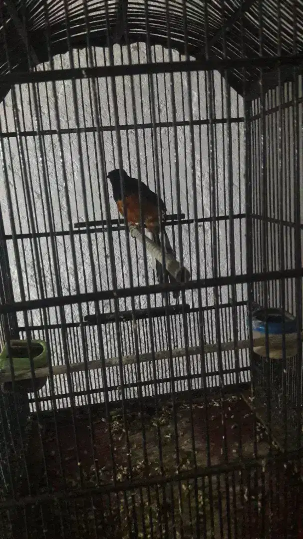 Burung murai batu jantan