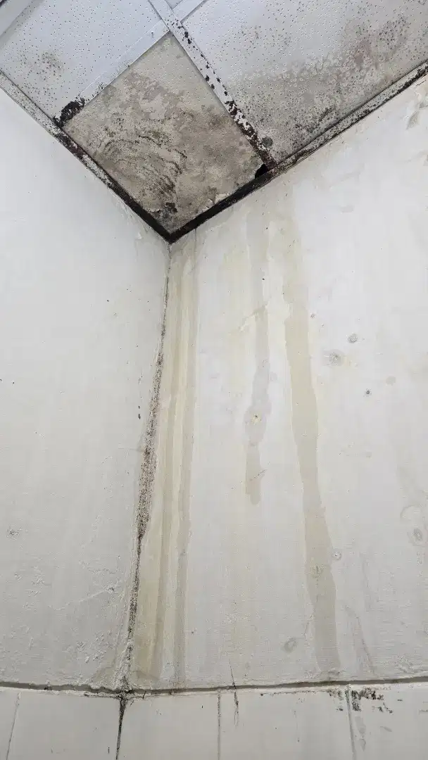 Tukang atap bocor, bajaringan, kanopi, plapon, cat, dinding dll