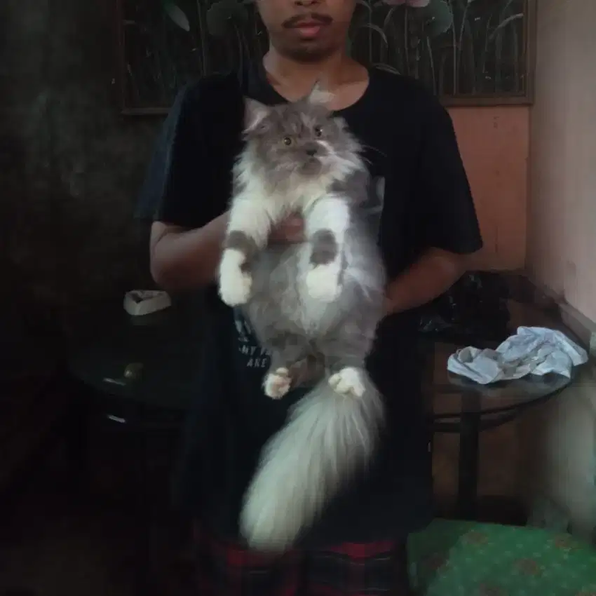 Kucing kitten persia female