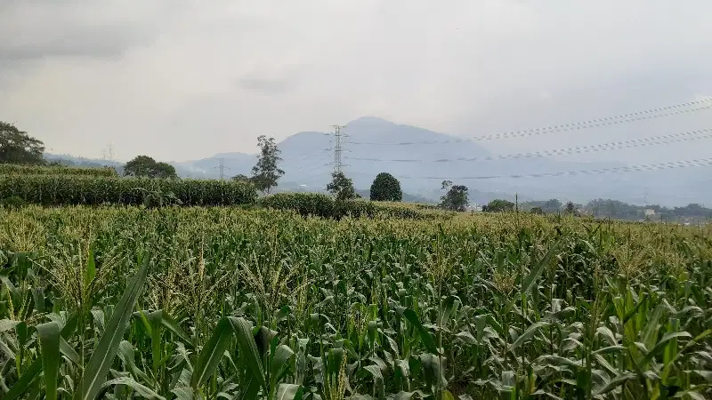 jual lahan bonus kadang ayam dan kebun kopi SHM