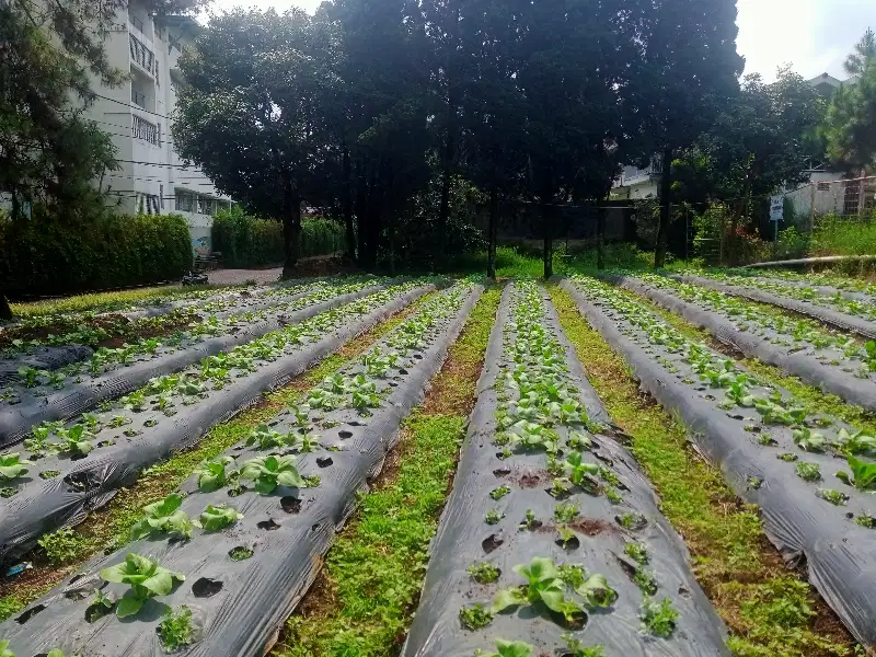 Tanah kavling siap bangun di villa istana bunga Lembang