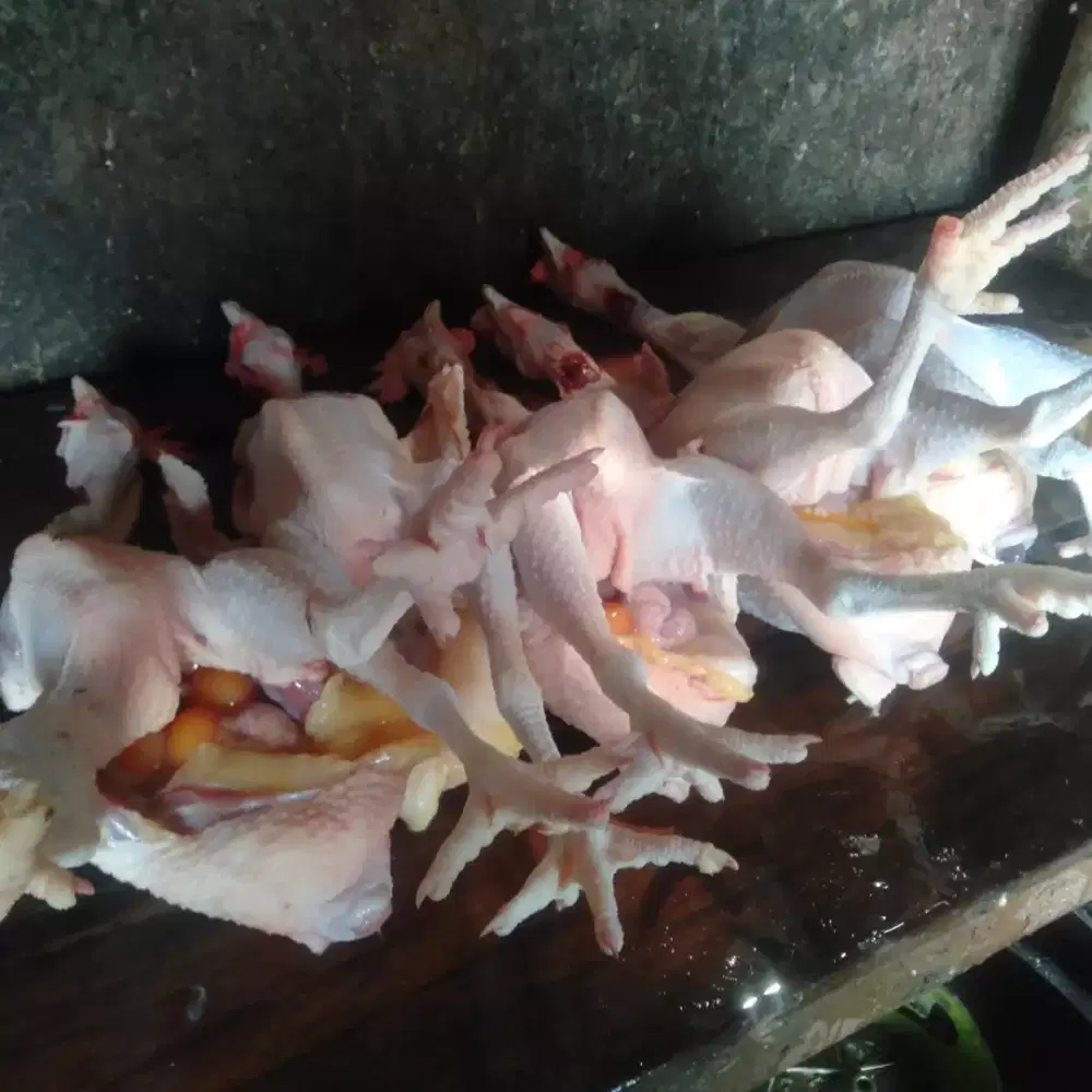 Ayam merah (petelur)