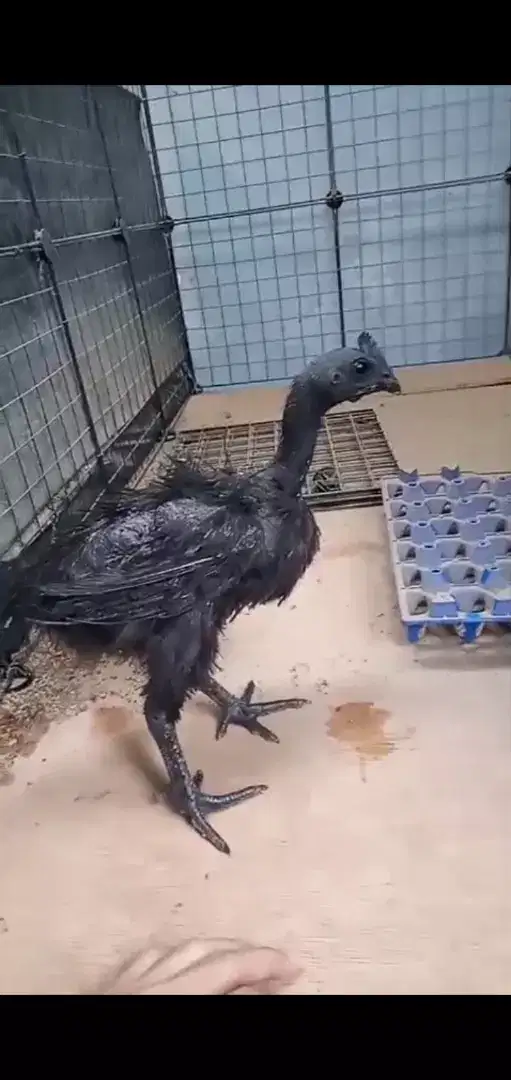 Promo ayam cemani asli lidah hitam bulu walik ayam asli Indonesia