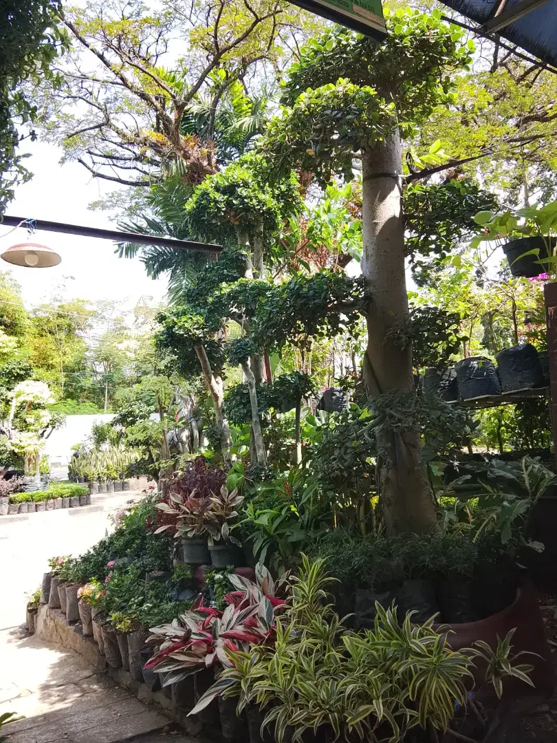 kios tanaman hias sakura