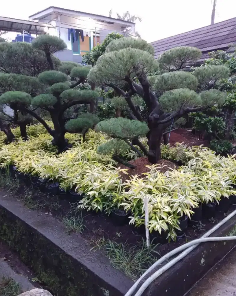 Jual tanaman bonsay Cemara udang