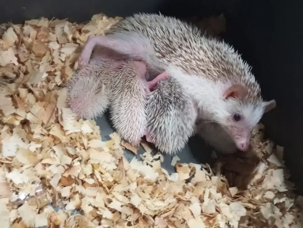 Landak mini jogja peternakan baba