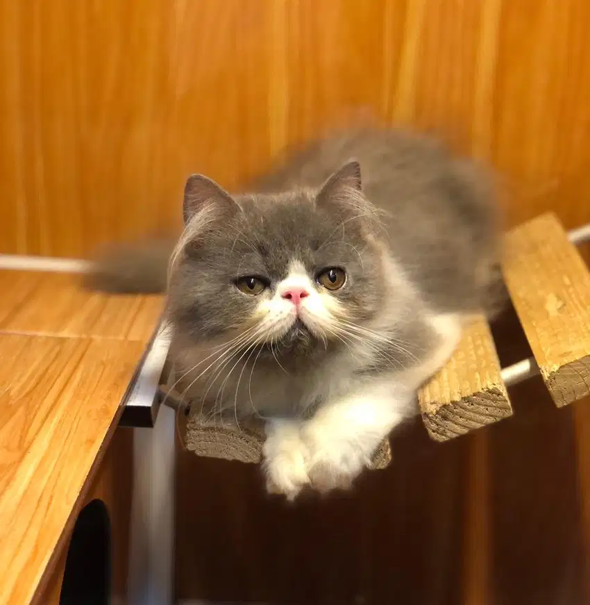 Kucing persian peaknose
