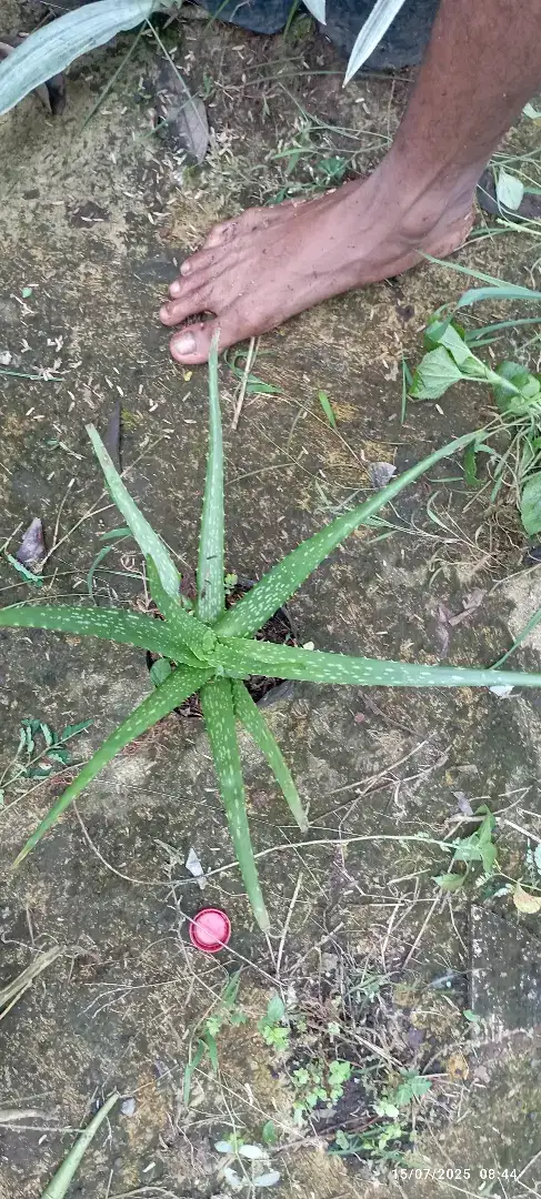 Pohon lidah buaya bibit