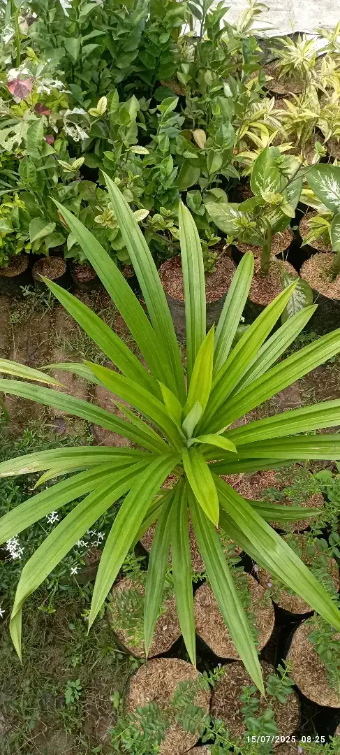 Pohon pandan wangi