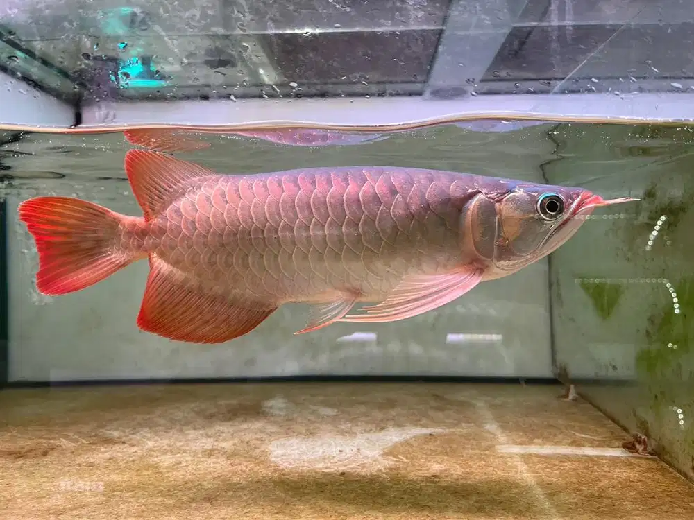 Arwana SSB Super Red 30cm
