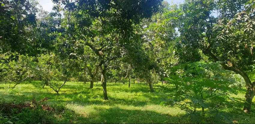 Di Jual Tanah Kebun di Rembang Kab. Pasuruan, Subur, Air melimpah