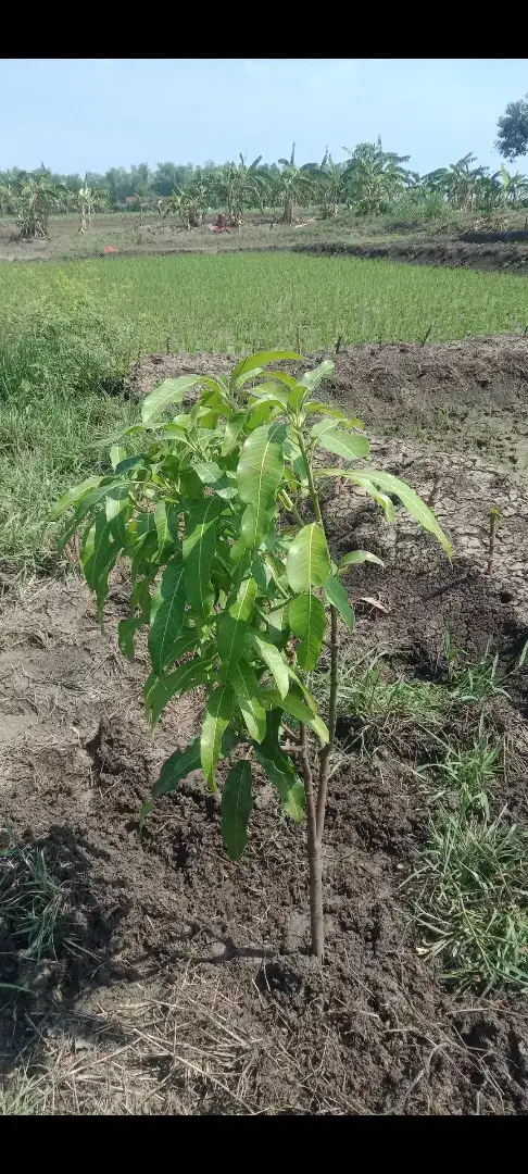 Dijual Tanah sawah 2 surat total 2800 m