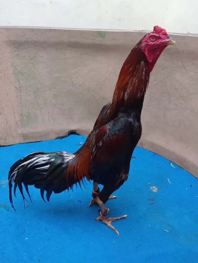 Ayam Bangkok ukuran 6