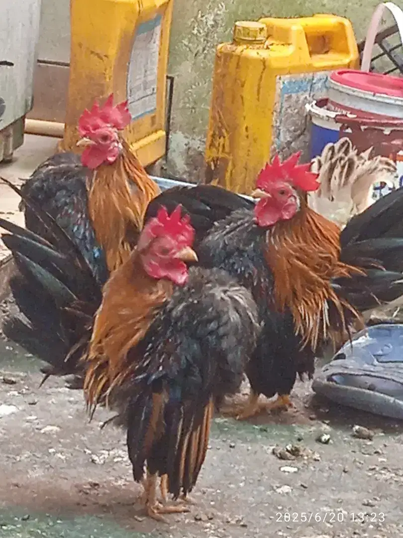 Ayam serama jantan ad 4ekor
